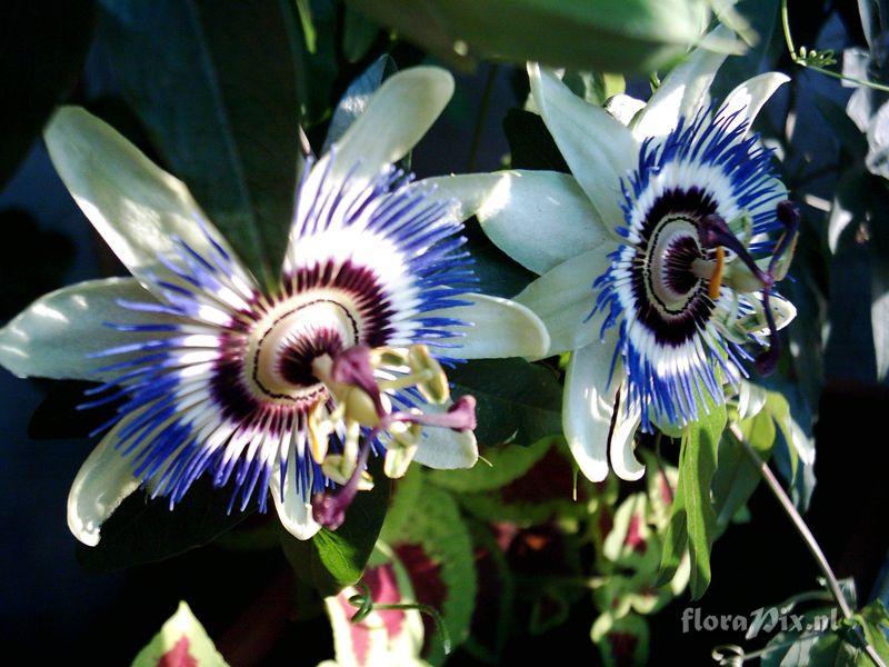 Passiflora caerulea