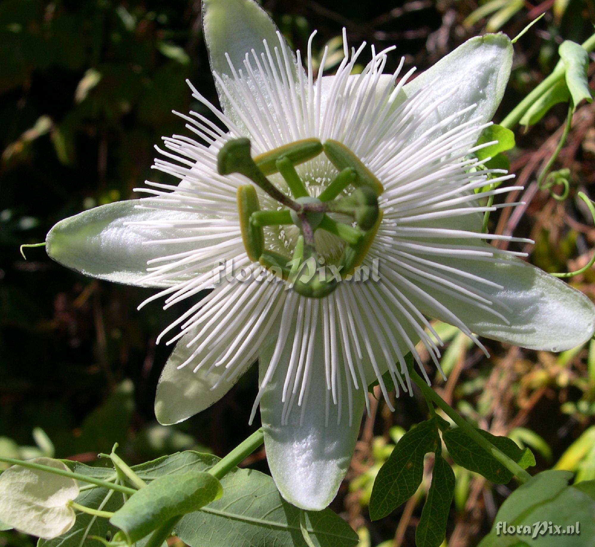 Passiflora 