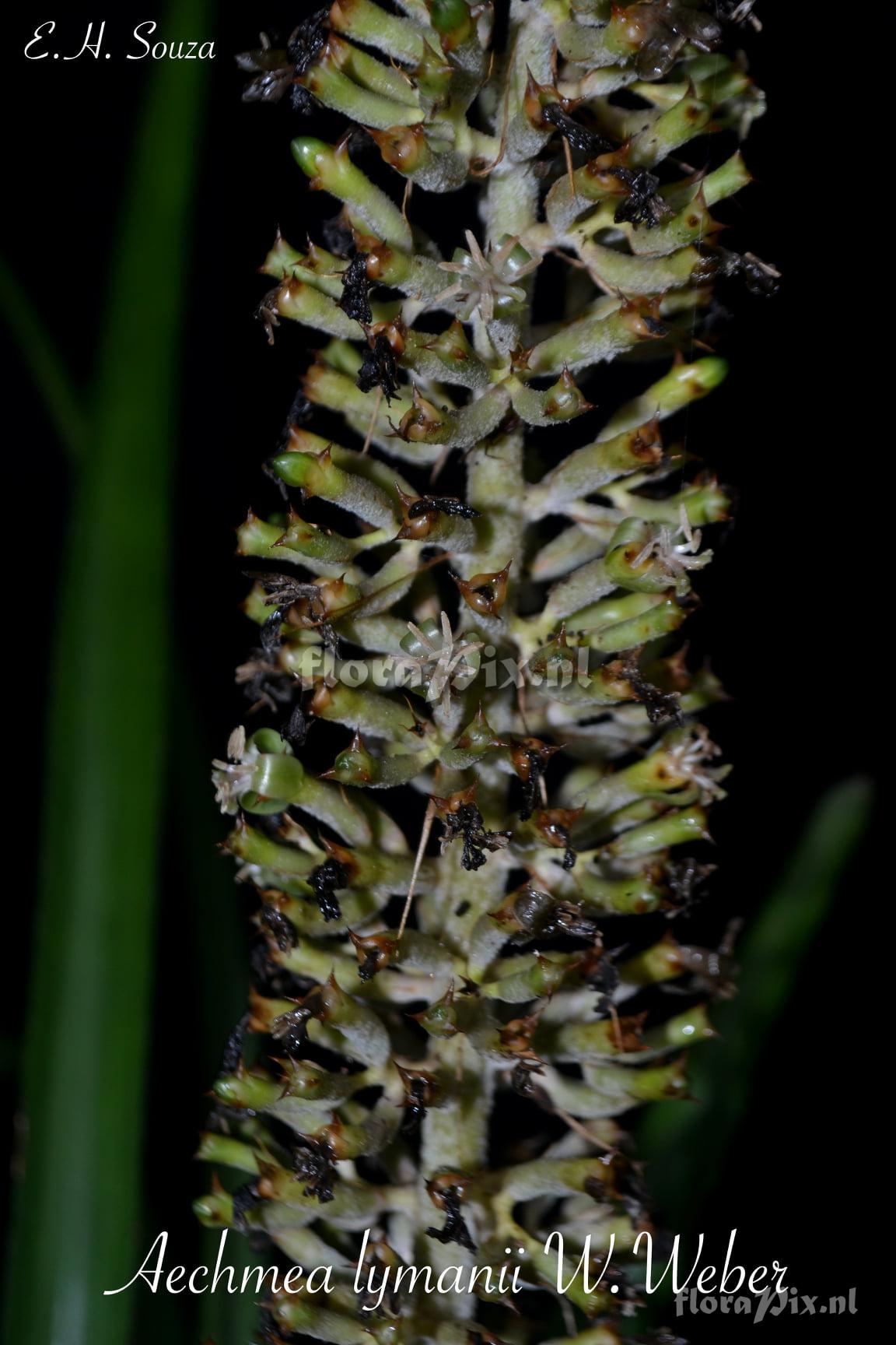 Aechmea lymanii