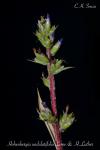 Hohenbergia undulatifolia
