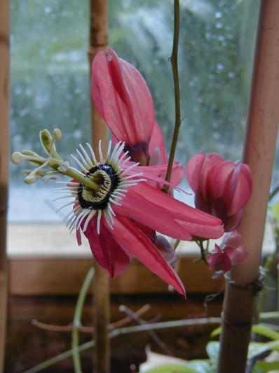 Passiflora racemosa 
