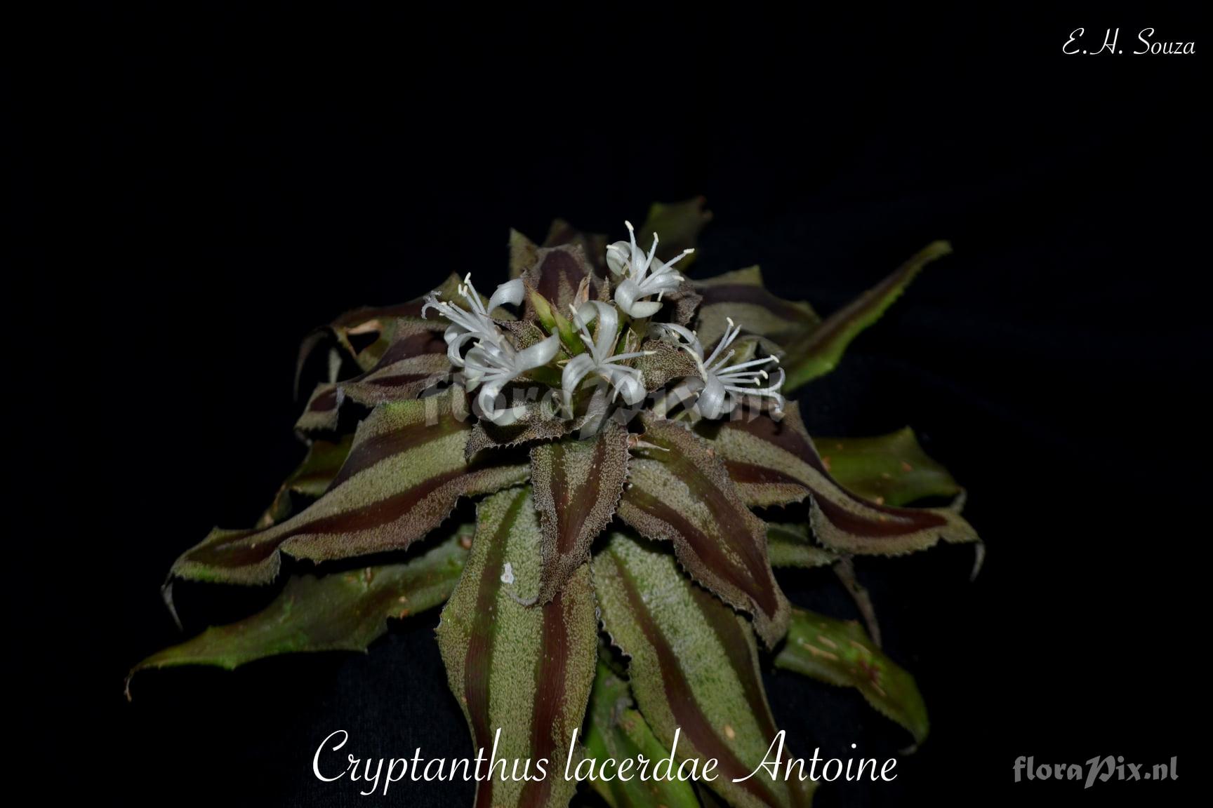 Cryptanthus lacerdae