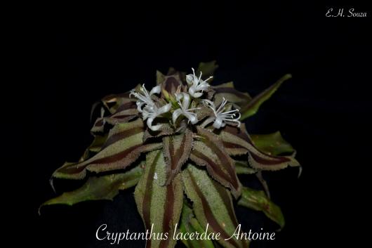 Cryptanthus lacerdae