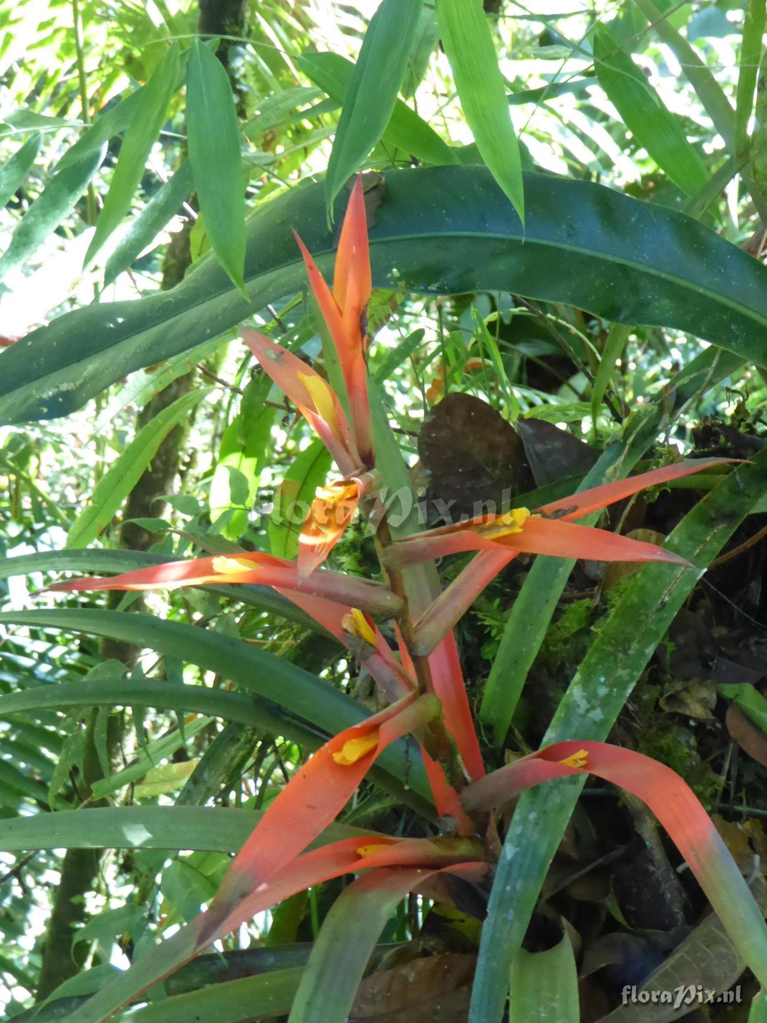 Guzmania wittmackii