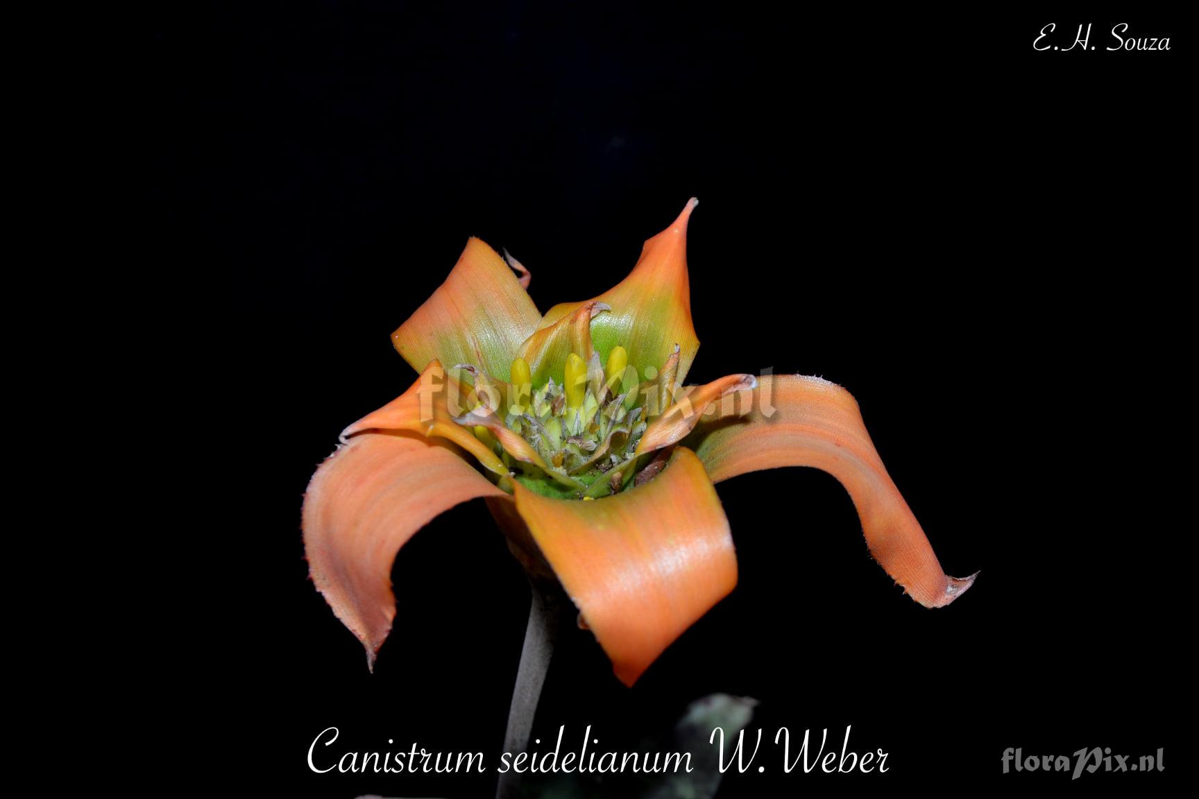 Canistrum seidelianum