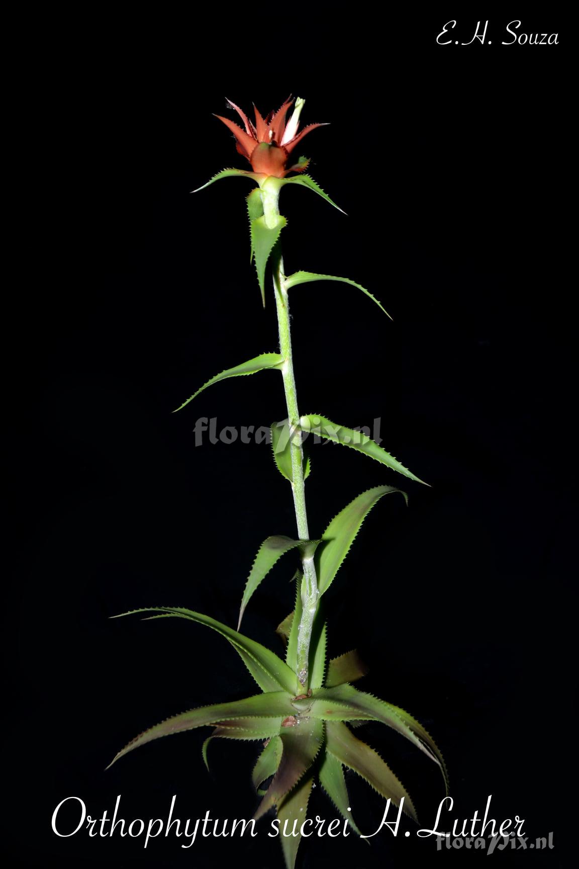 Orthophytum sucrei