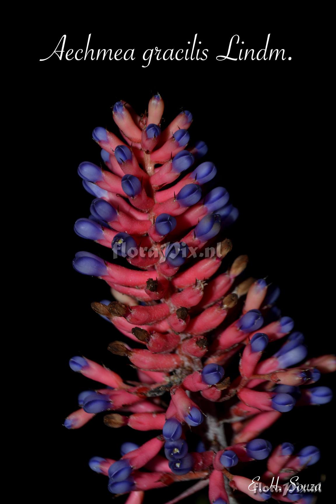 Aechmea gracilis