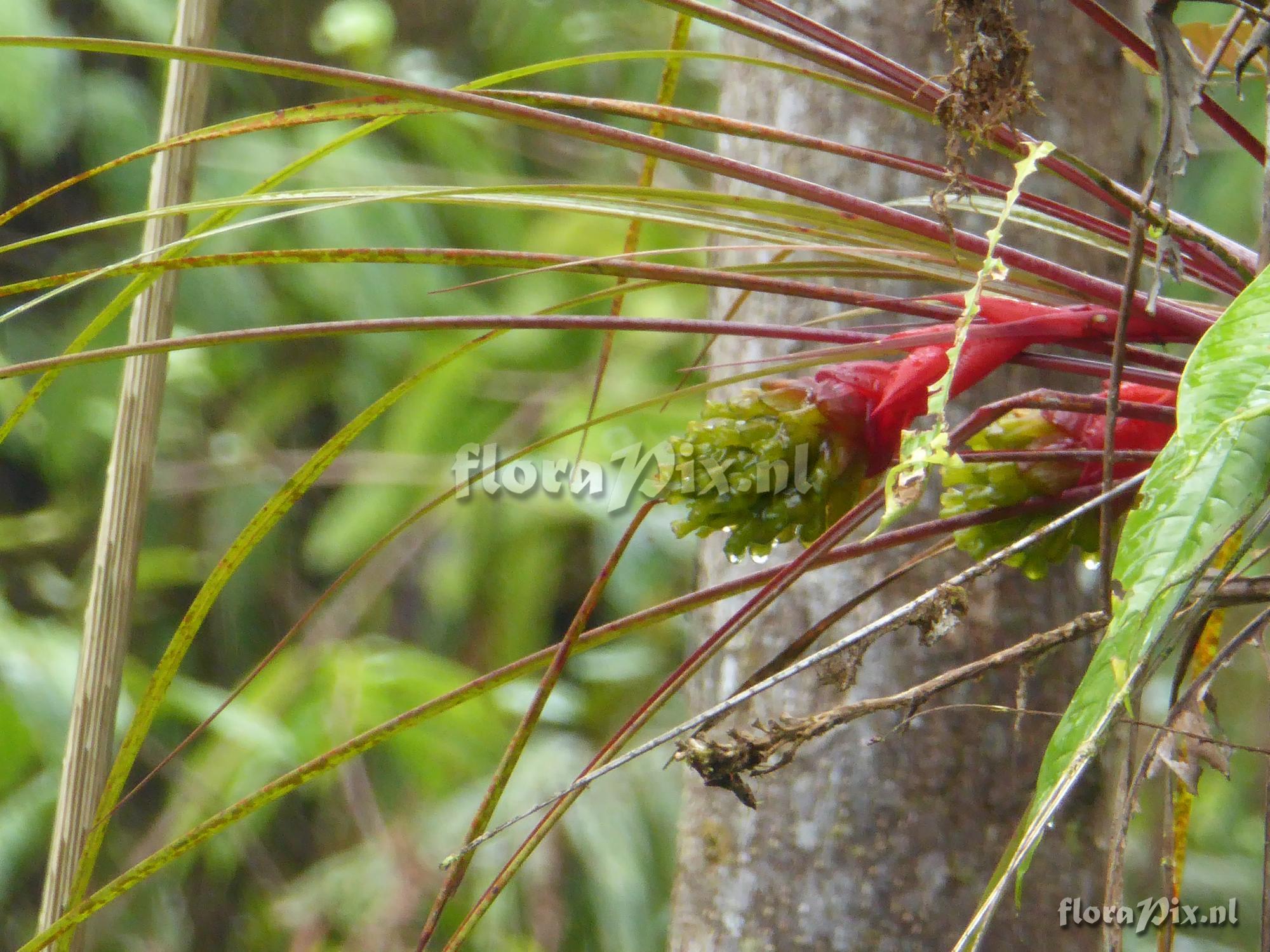 Guzmania globosa