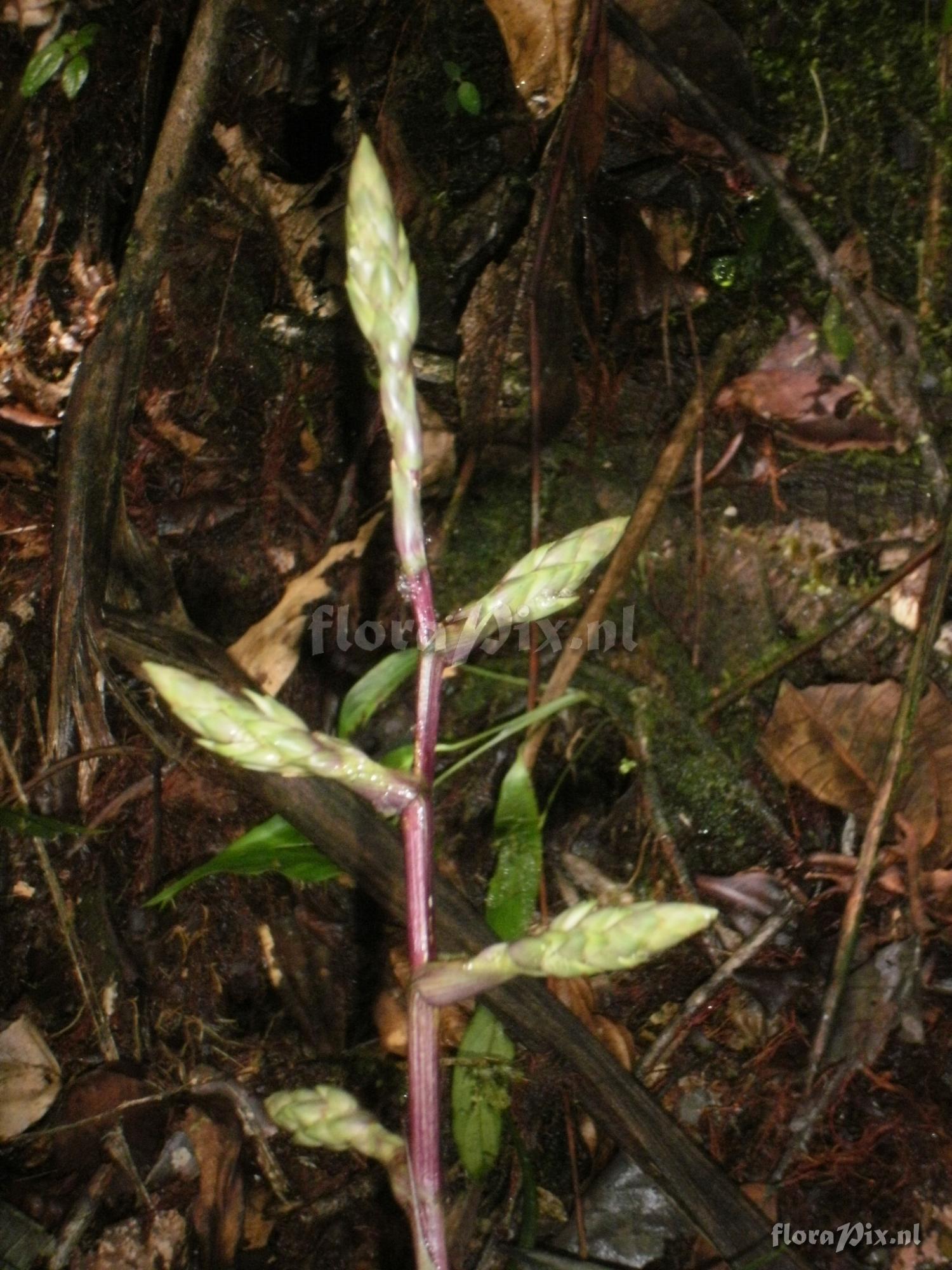 Guzmania henniae