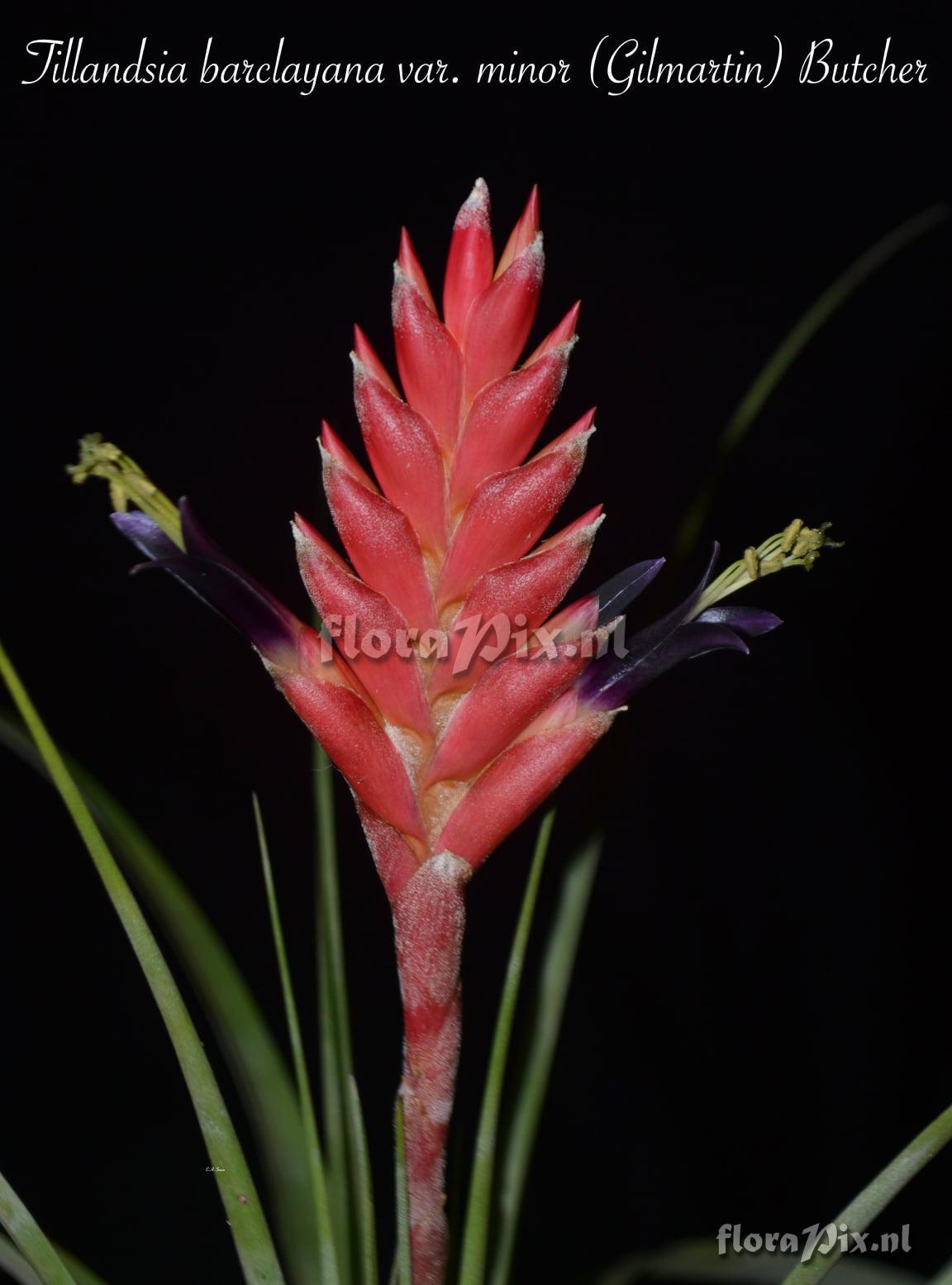 Tillandsia barclayana var. minor