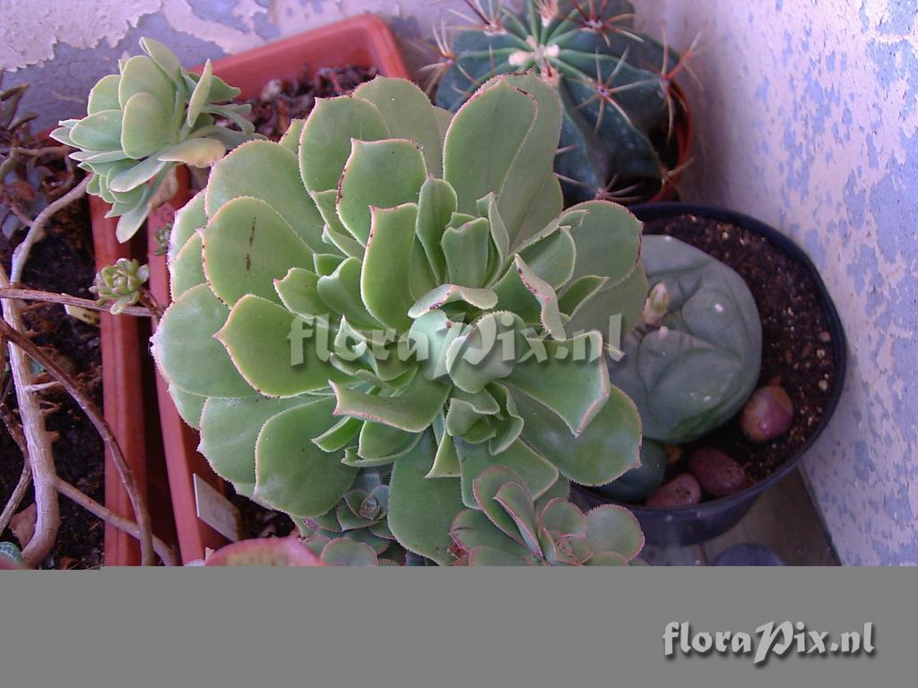 Aeonium stuessyi