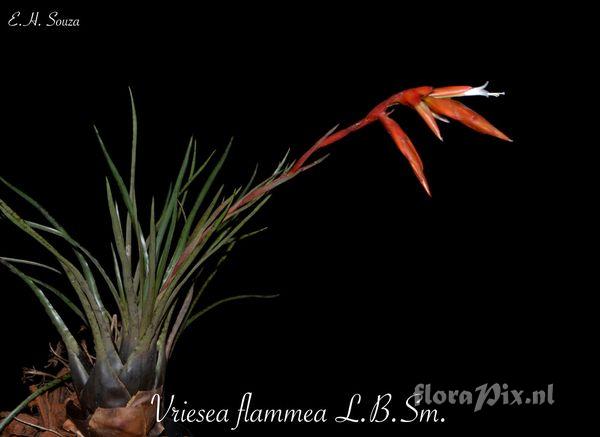 Vriesea flammea