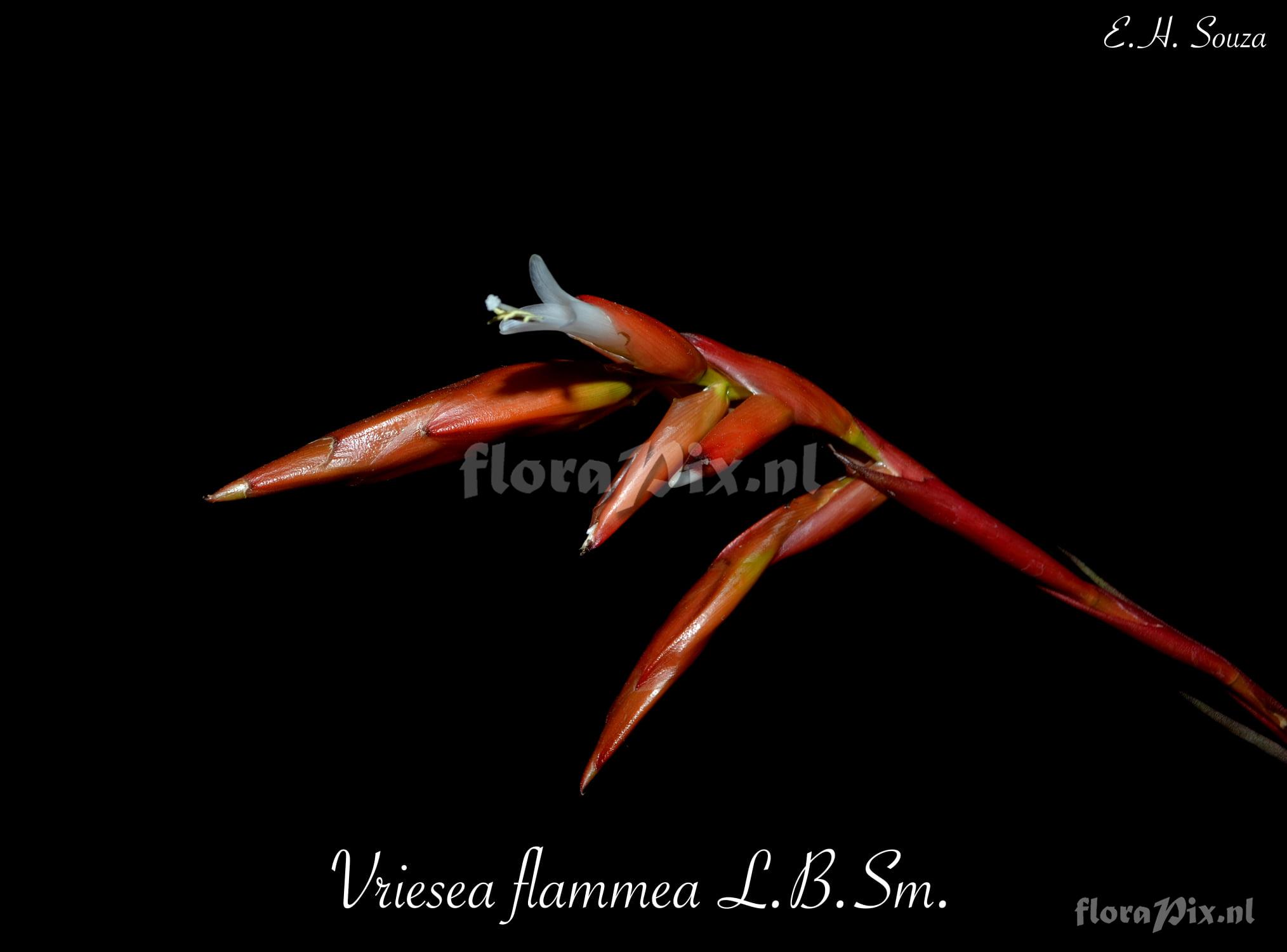 Vriesea flammea