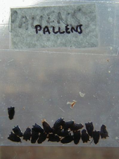 Passiflora Pallens