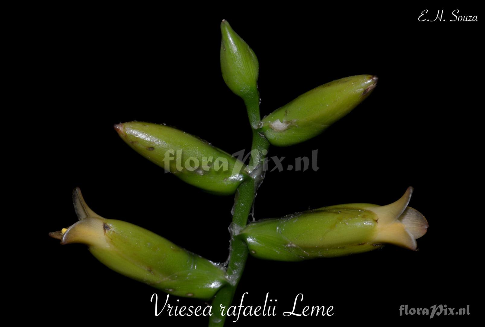 Vriesea rafaelii