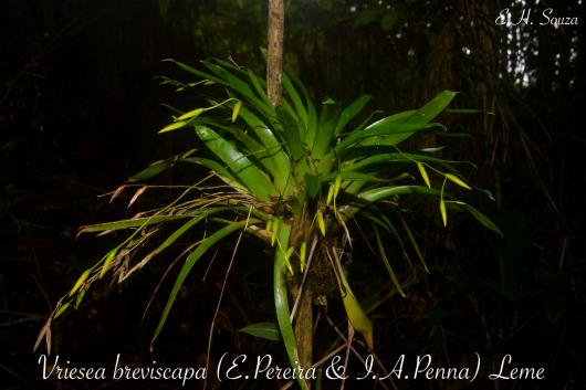 Vriesea breviscapa