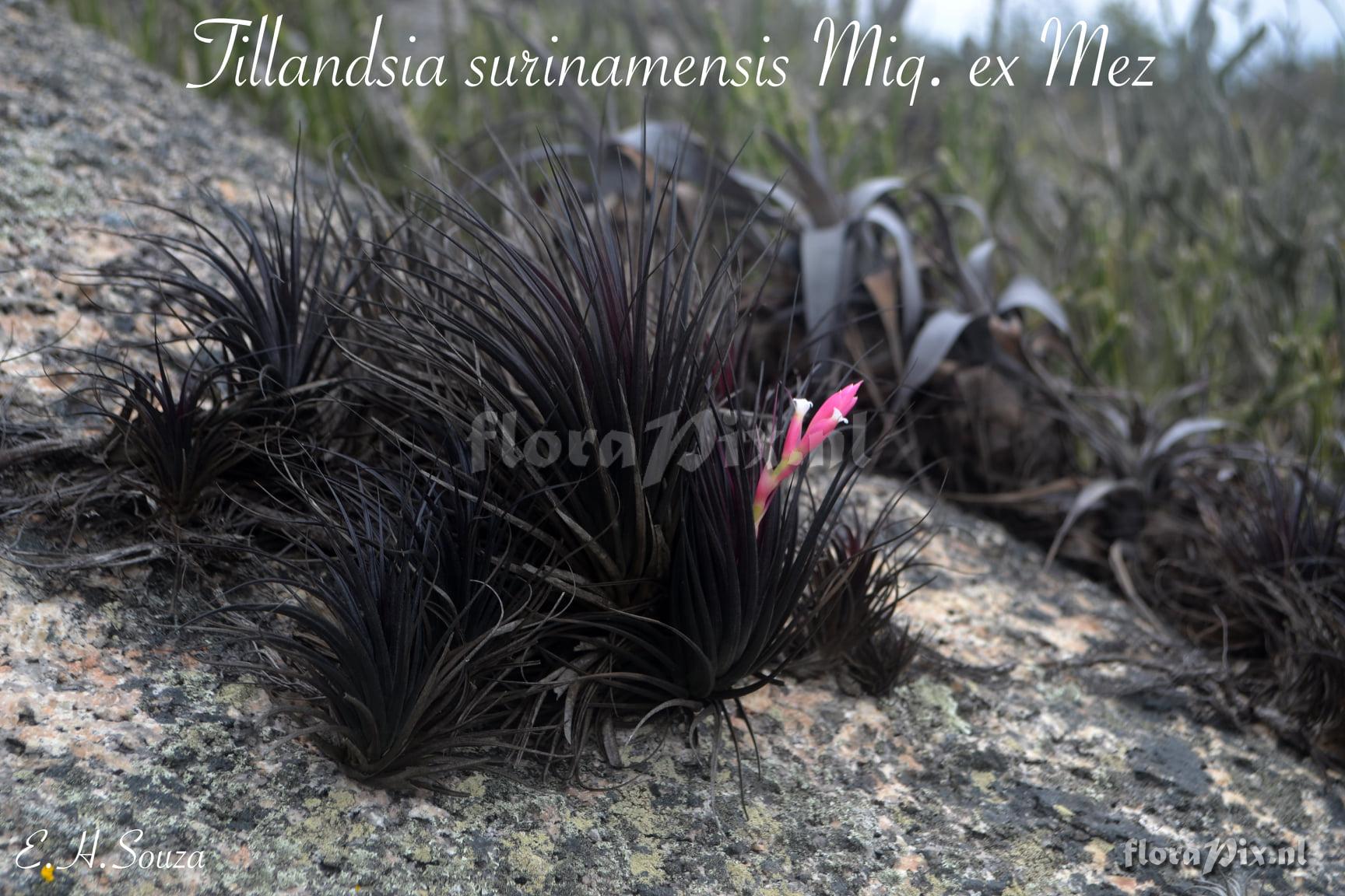 Tillandsia tenuifolia var. tenuifolia