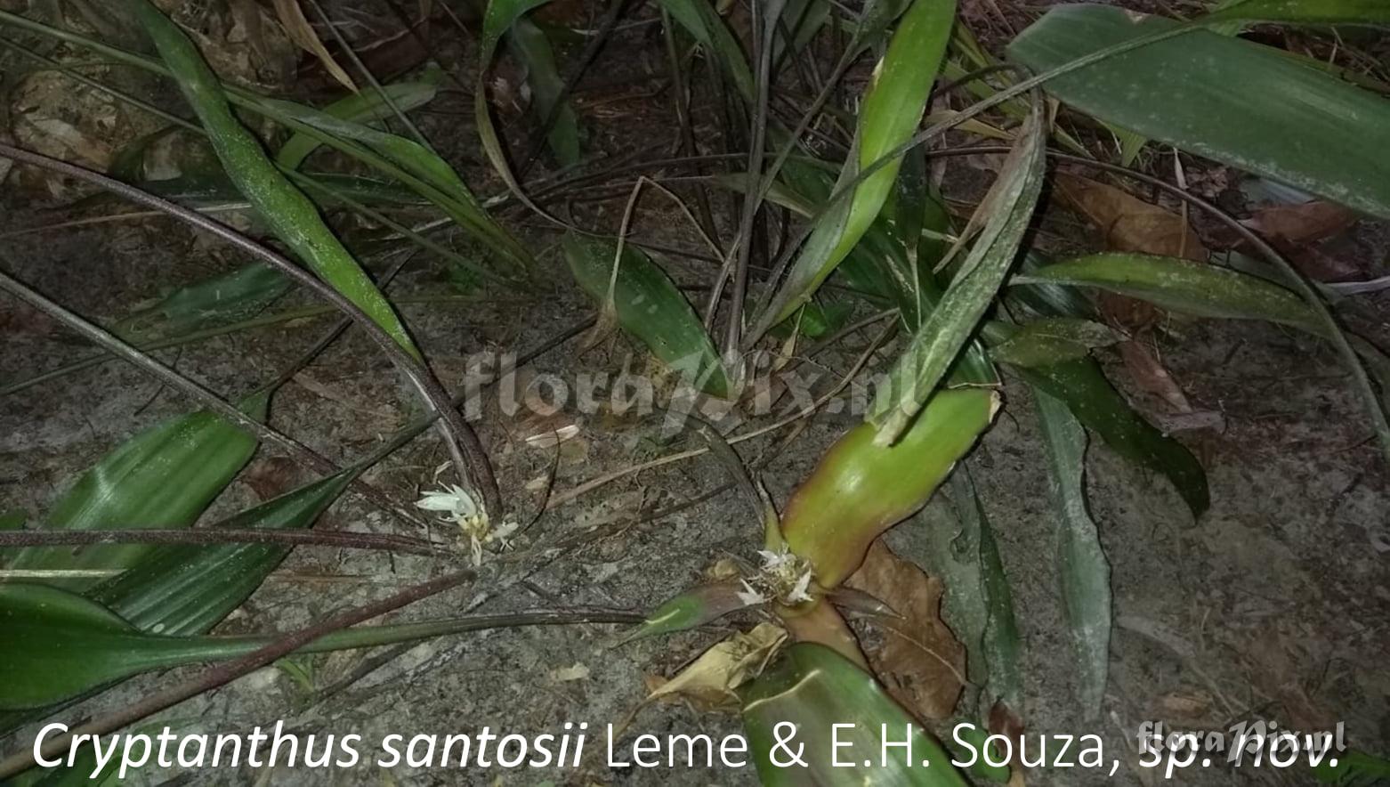 Cryptanthus santosii