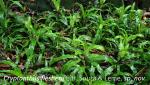 Cryptanthus flesherii