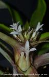 Cryptanthus lutandensis