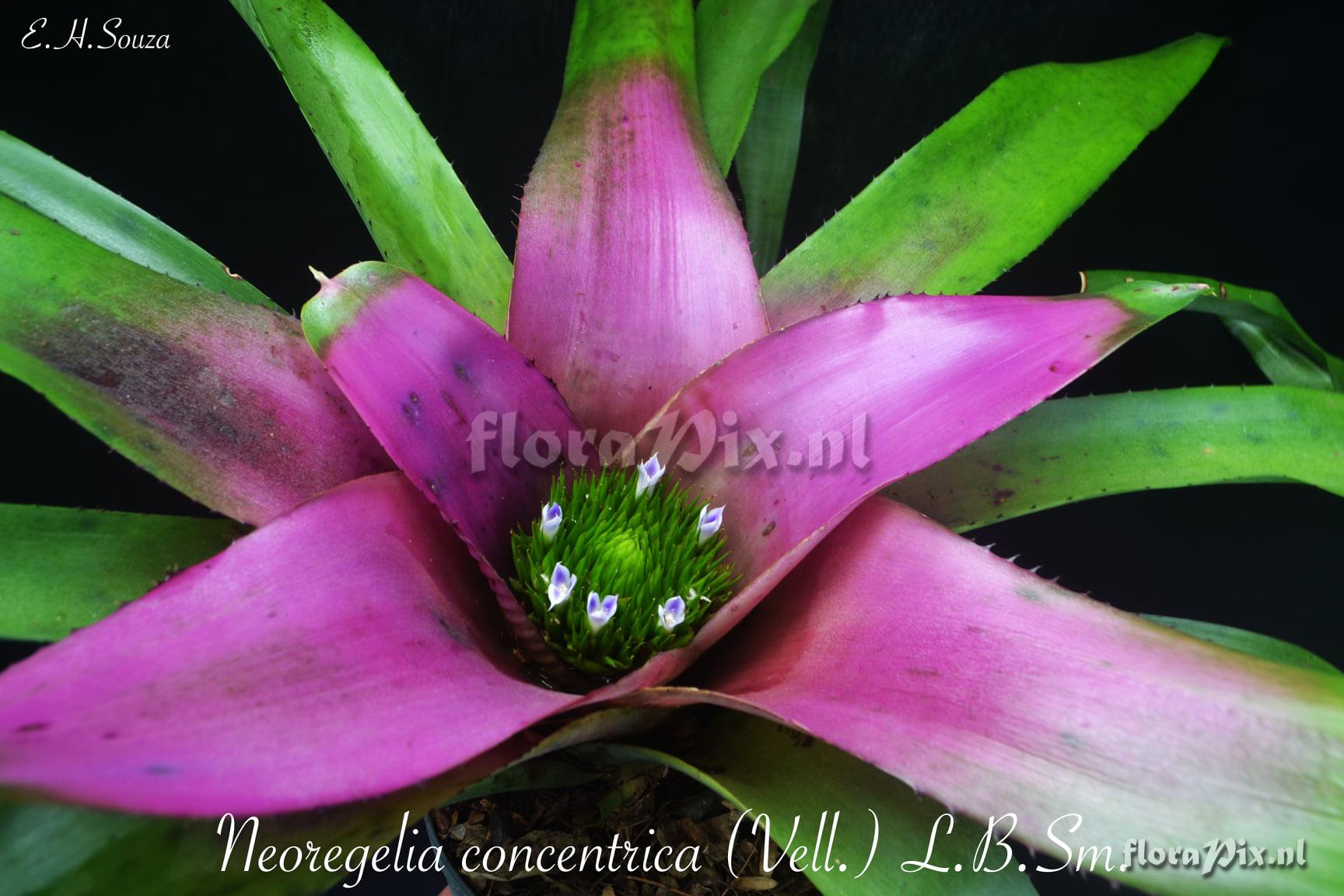 Neoregelia concentrica