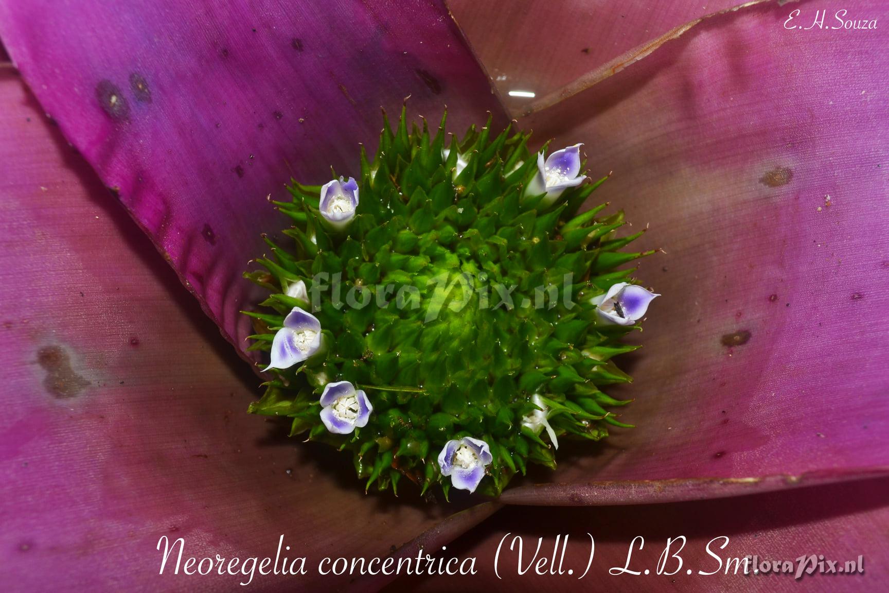 Neoregelia concentrica