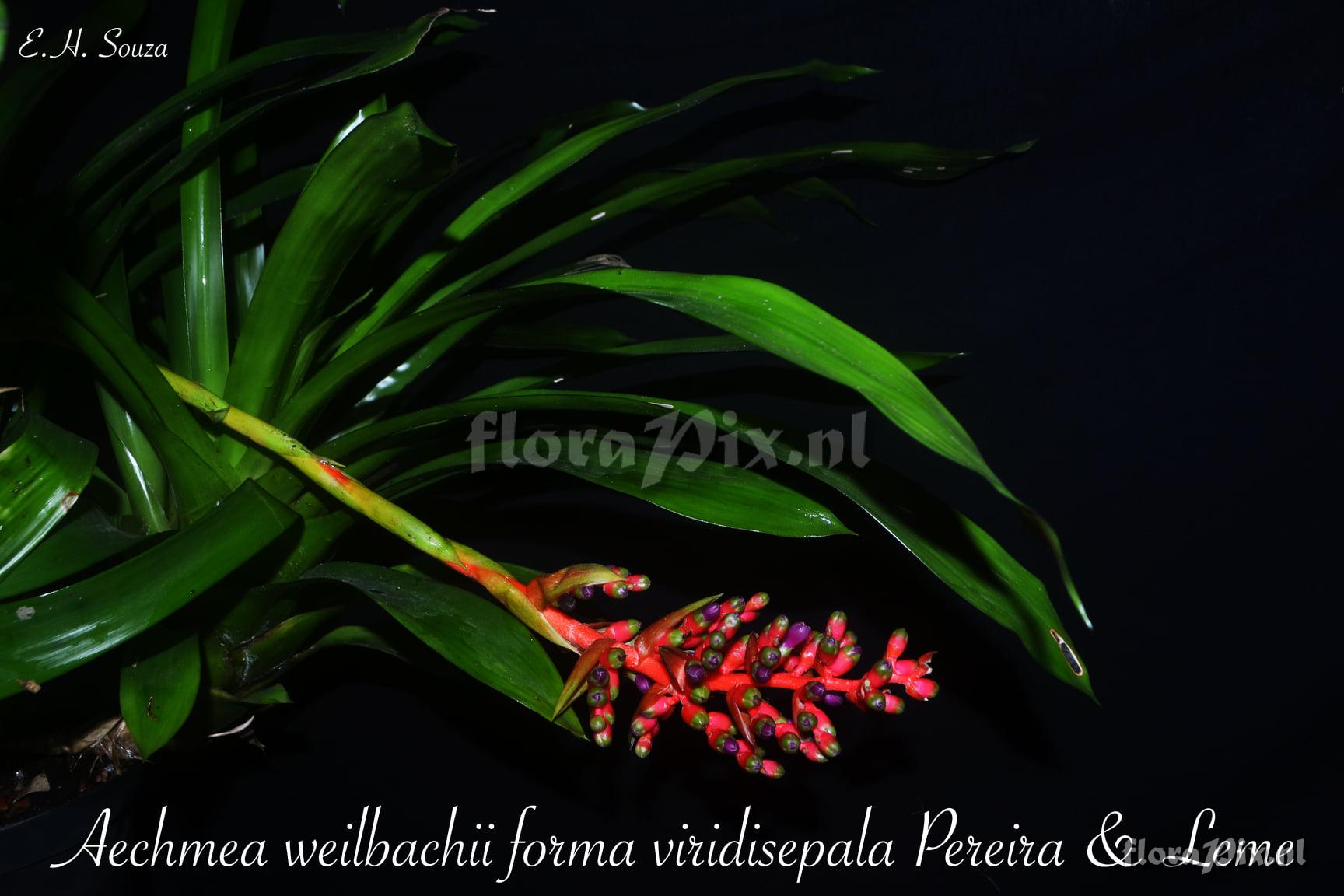 Aechmea weilbachii forma viridisepala