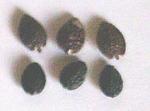 Seeds of P. edulis