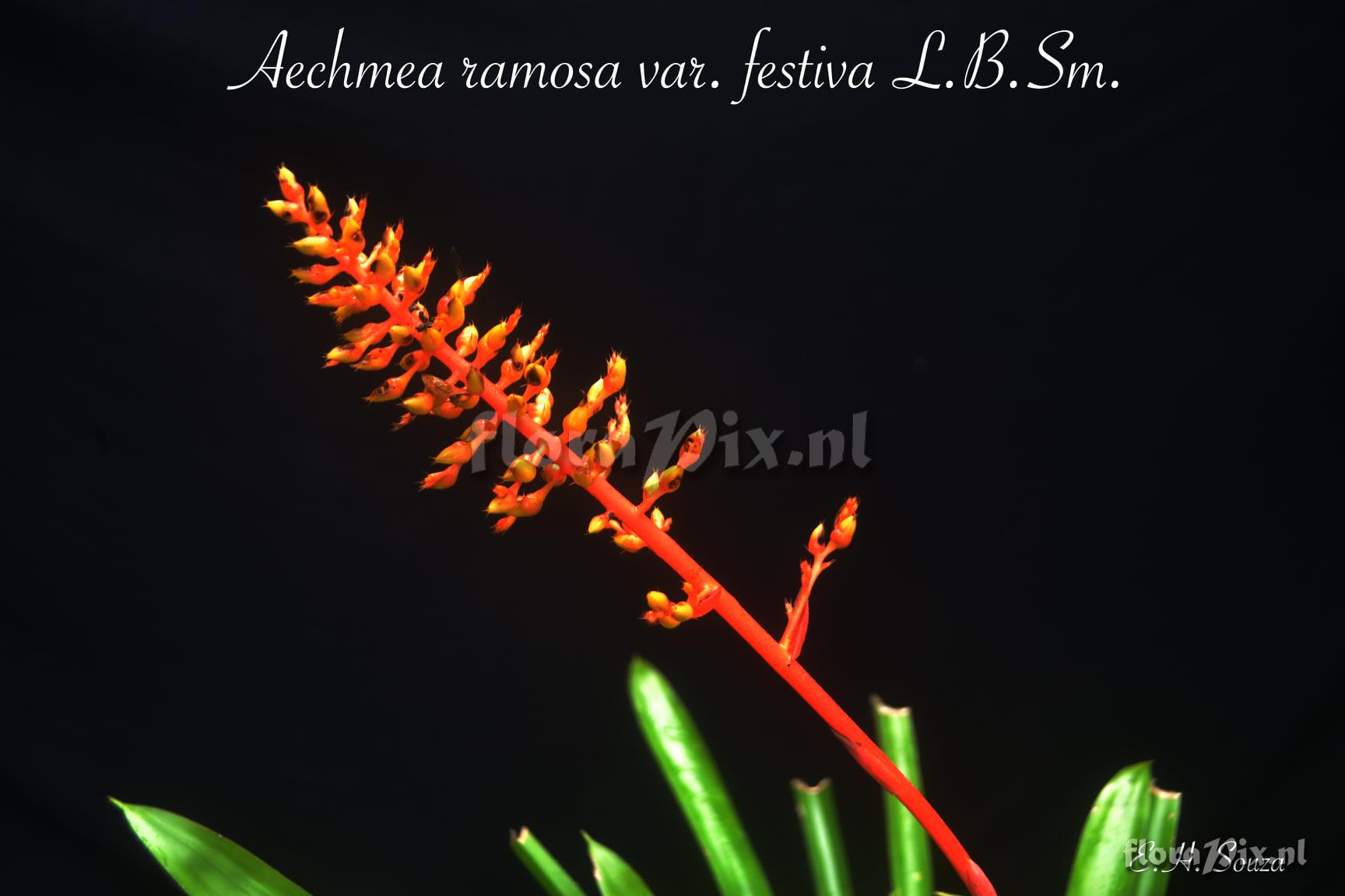 Aechmea ramosa var. festiva