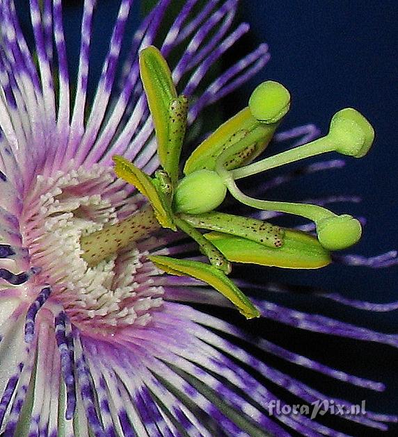 Passiflora 