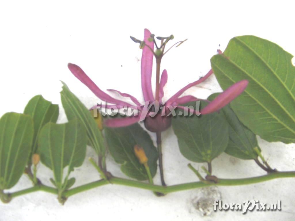 Passiflora azeroana