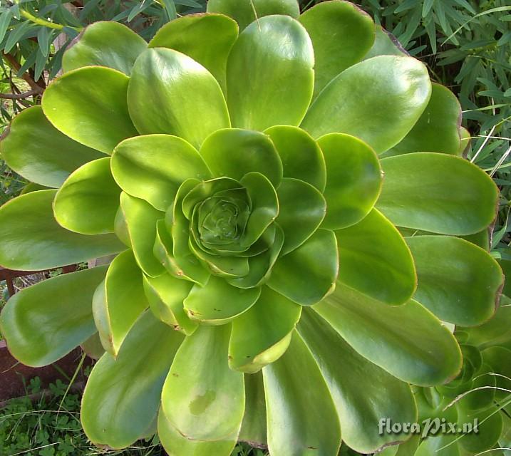 Aeonium undulatum