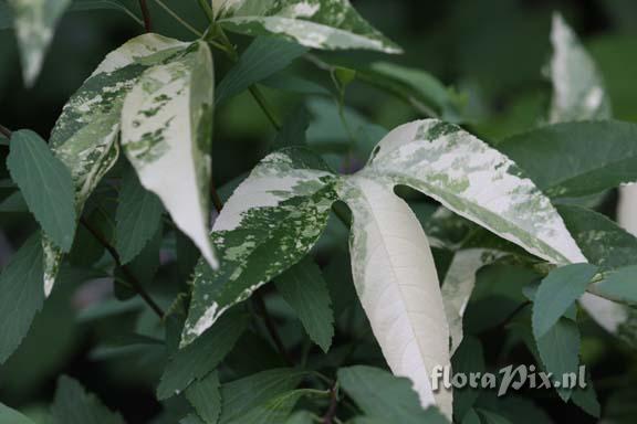 Variegated incarnata