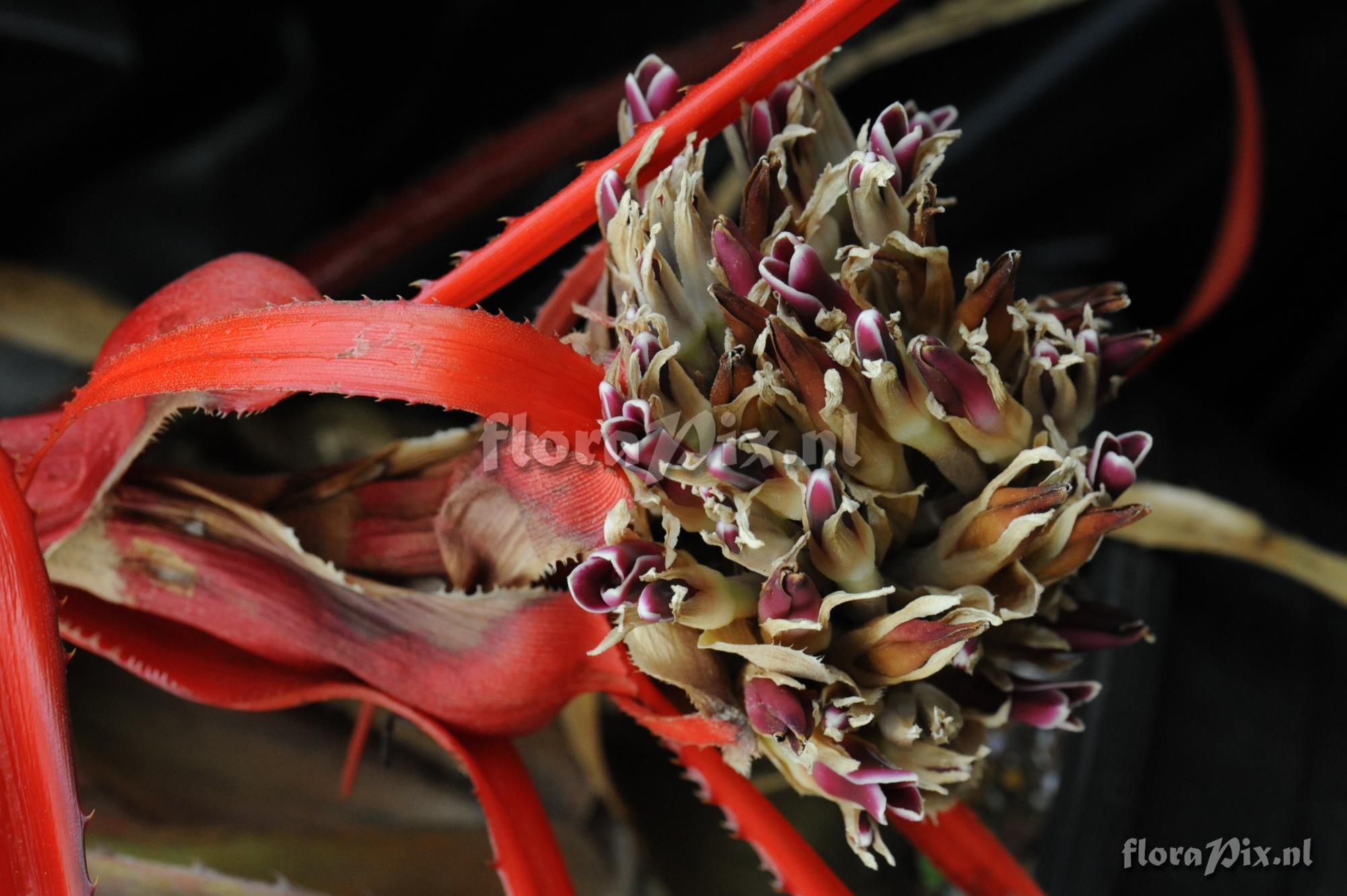 Bromelia epiphytica