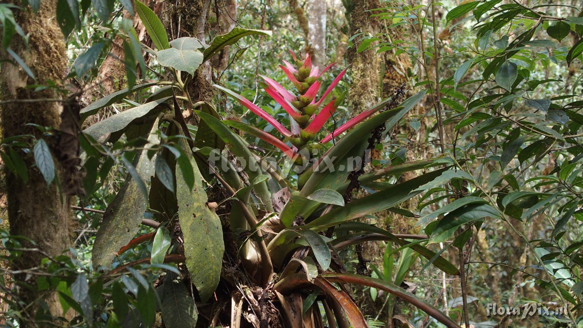 Guzmania kressii