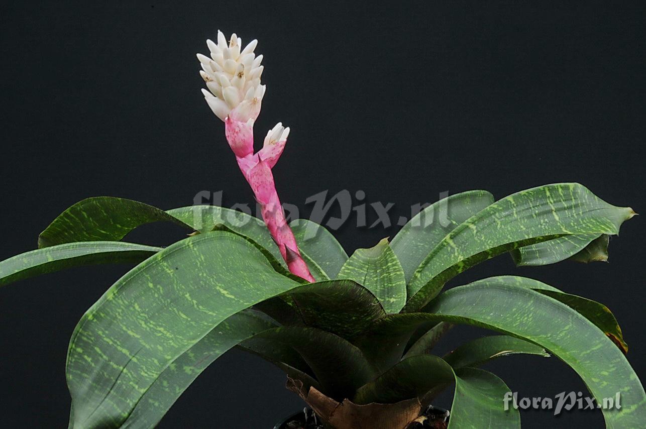 Guzmania musaica var. rosea