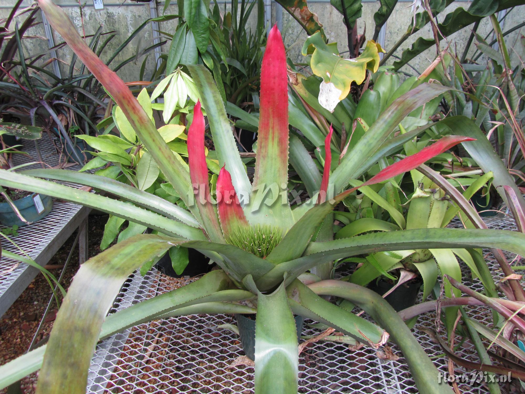 Neoregelia pernambucana