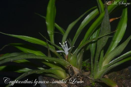 Cryptanthus lymansmithii