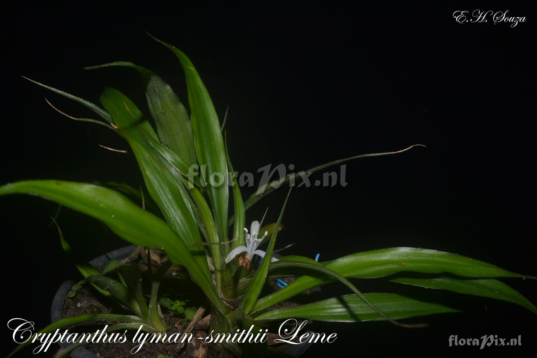 Cryptanthus lymansmithii