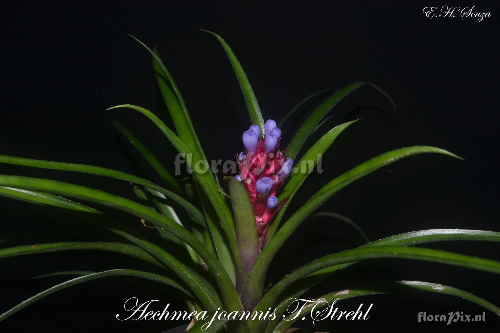 Aechmea joannis