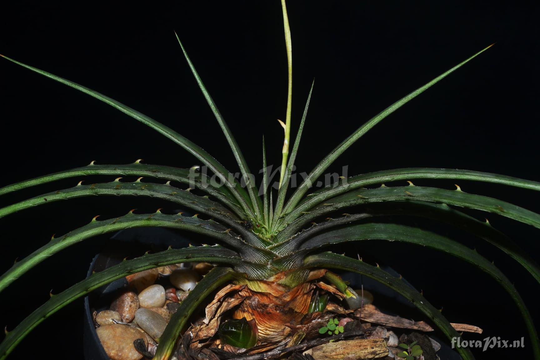 Dyckia estevesii