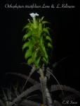 Orthophytum striatifolium