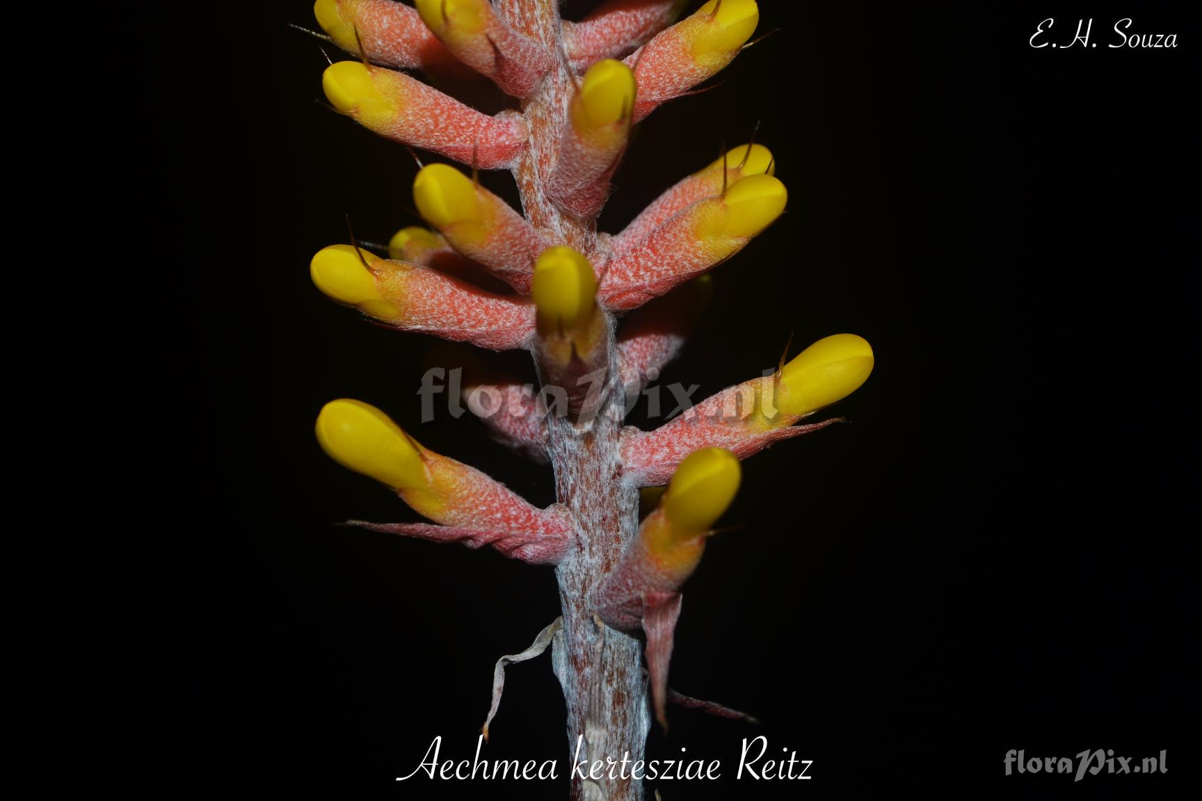 Aechmea kertesziae