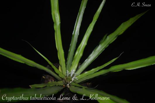 Cryptanthus tabuleiricola