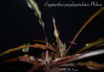 Cryptanthus pseudopetiolatus