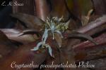 Cryptanthus pseudopetiolatus