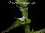 Orthophytum catingae
