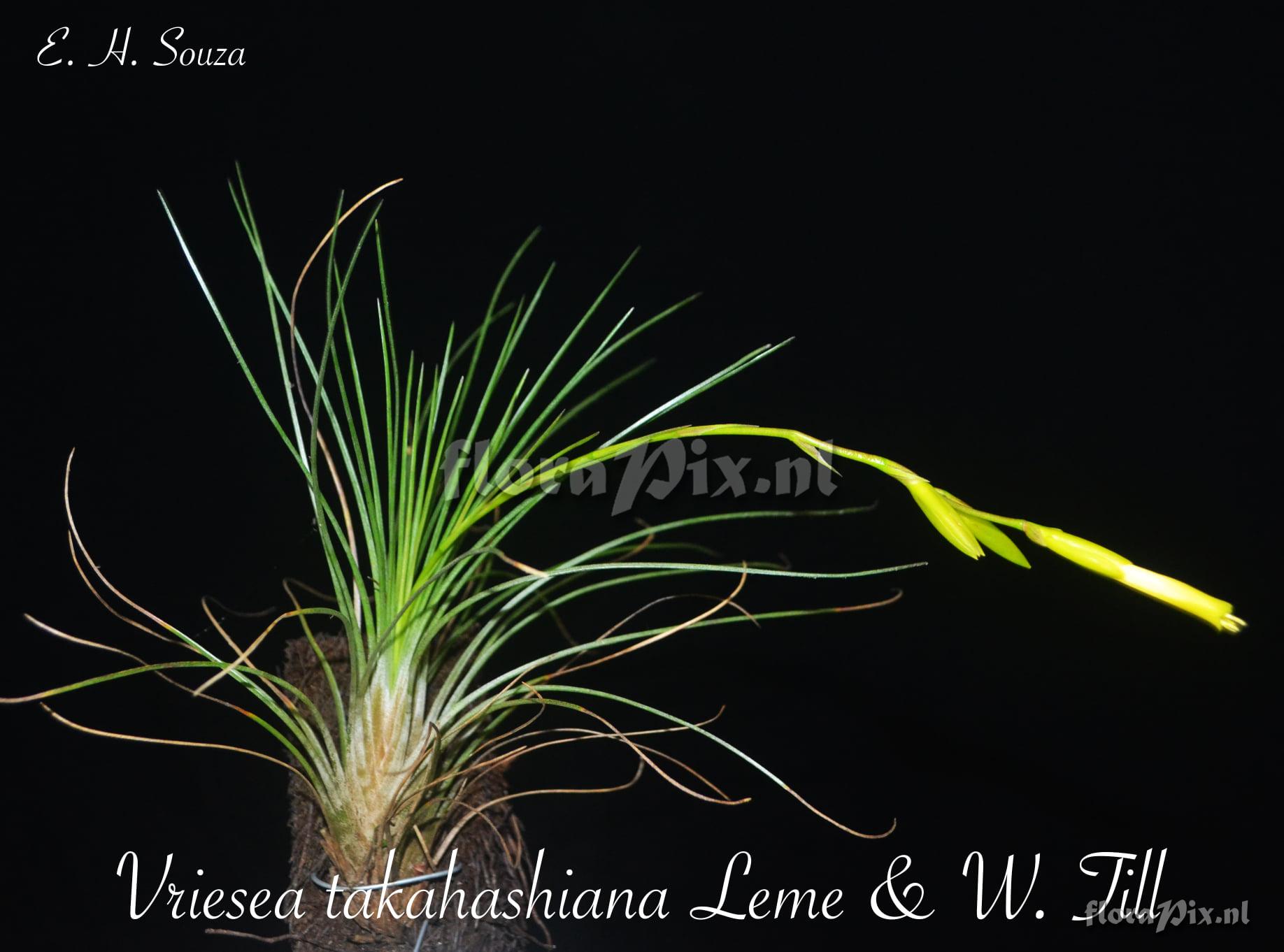 Vriesea takahashiana