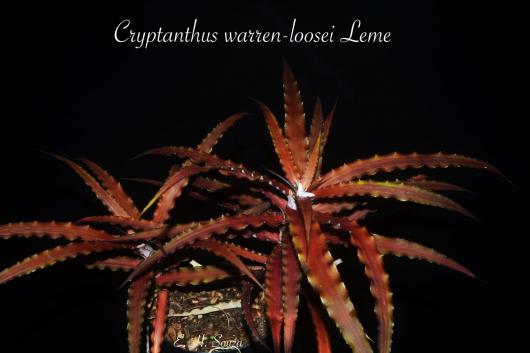 Cryptanthus warrenloosei