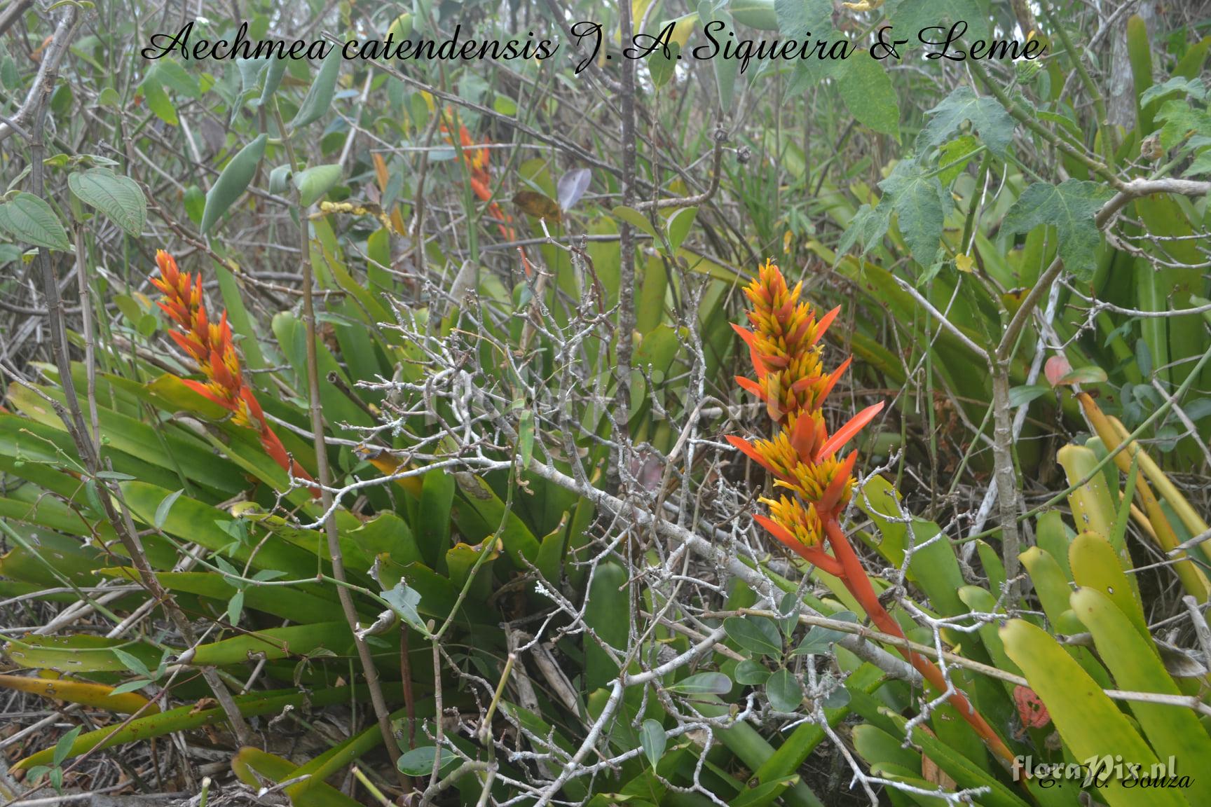 Aechmea catendensis